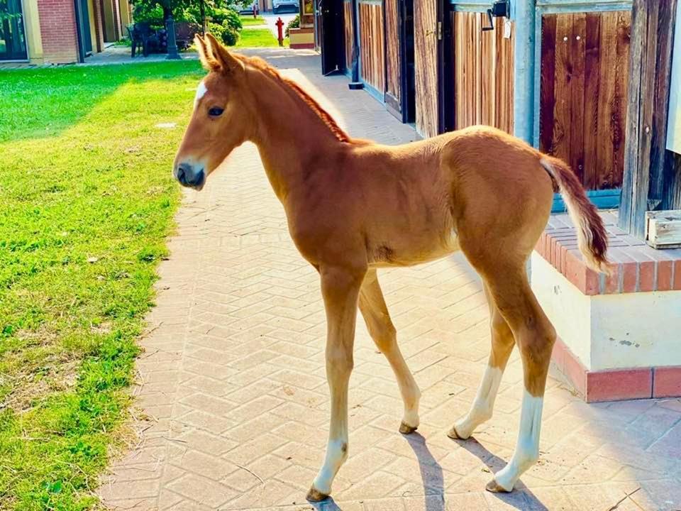 Agriturismo Il Boschetto Ornago Dış mekan fotoğraf