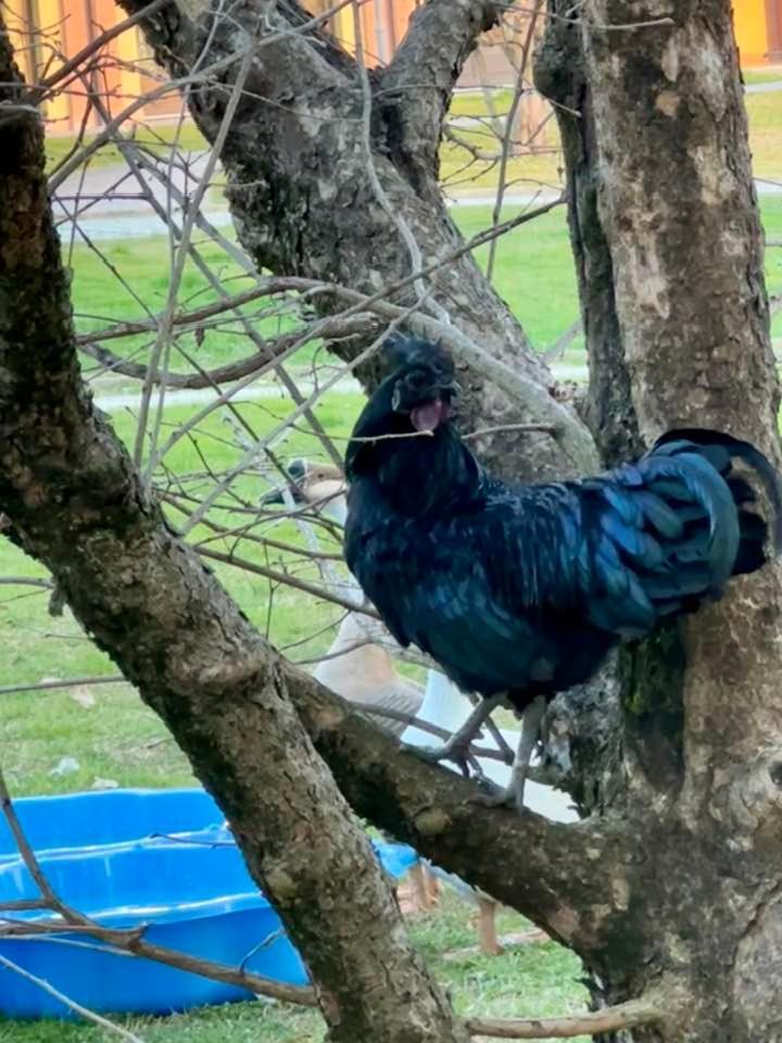 Agriturismo Il Boschetto Ornago Dış mekan fotoğraf